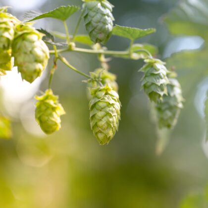 Brewing workshop3